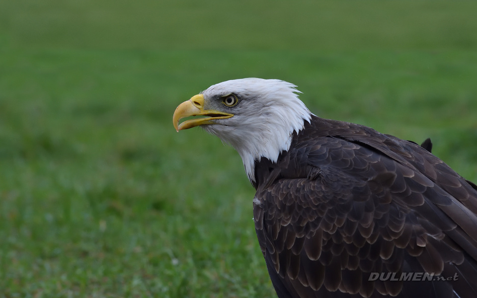 01 Bald eagle (Haliaeetus leucocephalus)